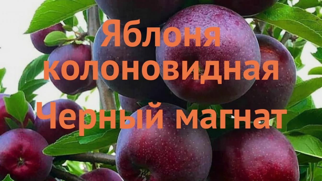 Яблоня Черный магнат 2