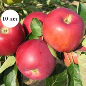 Яблоня Джулия (Юлия)