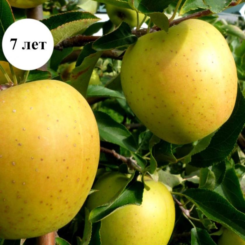 Яблоня Голд Раш 4