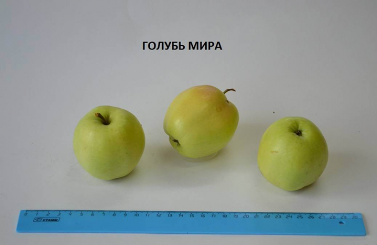 Яблоня Голубь Мира 2