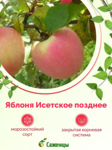 Яблоня Исетское позднее
