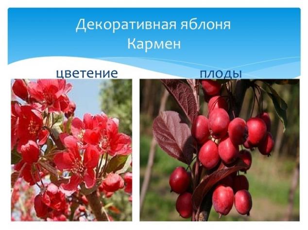 Яблоня Кармен 3