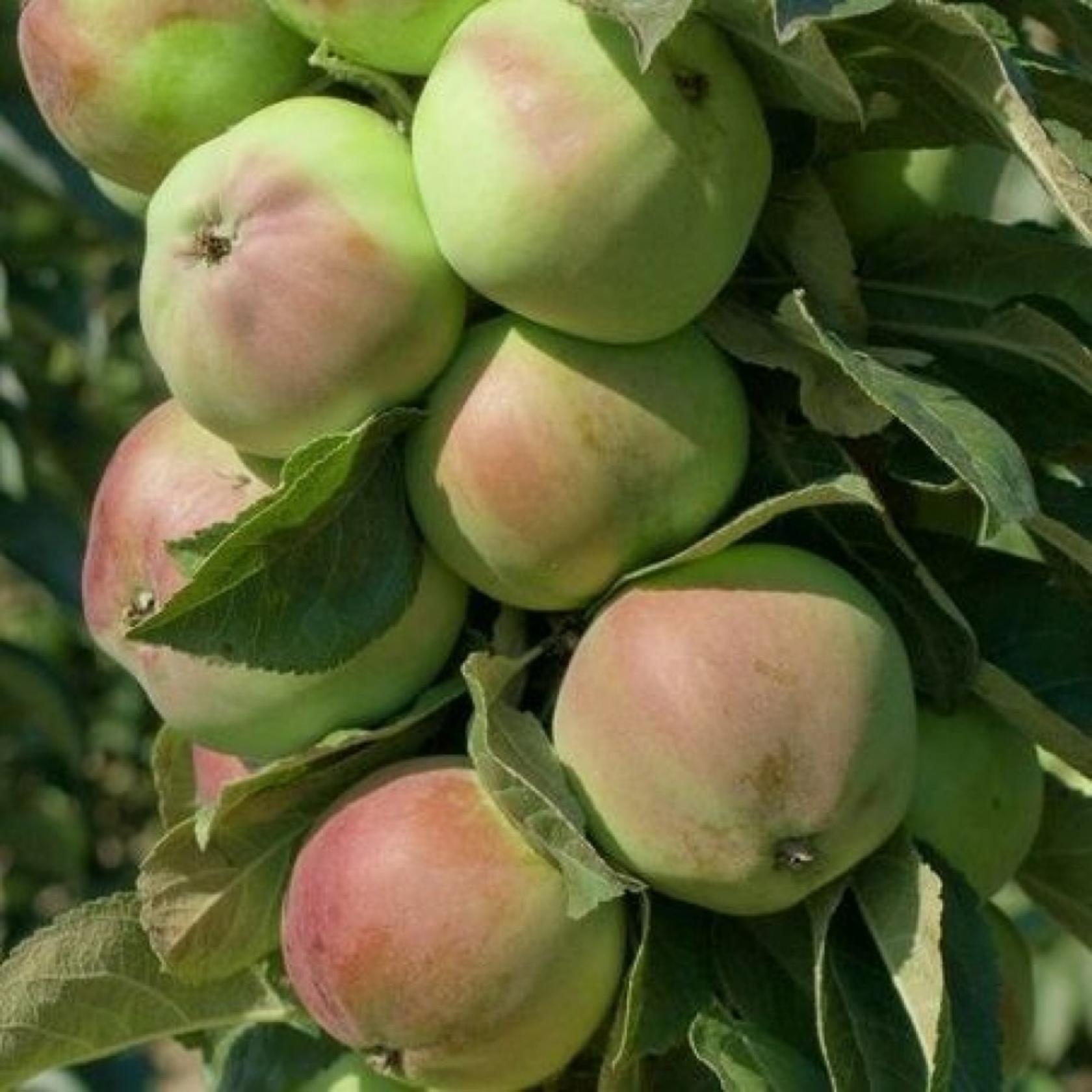 Яблоня Каскад 6