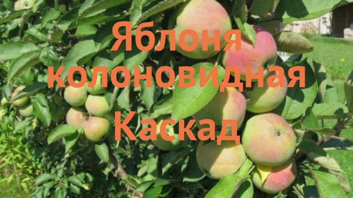 Яблоня Каскад 7