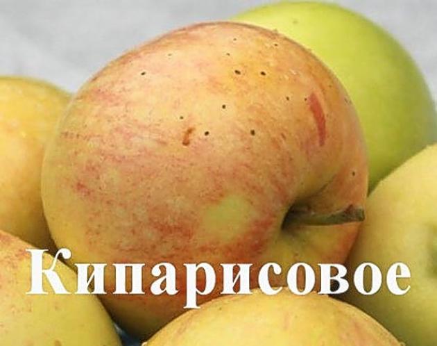 Яблоня Кипарисовое 3