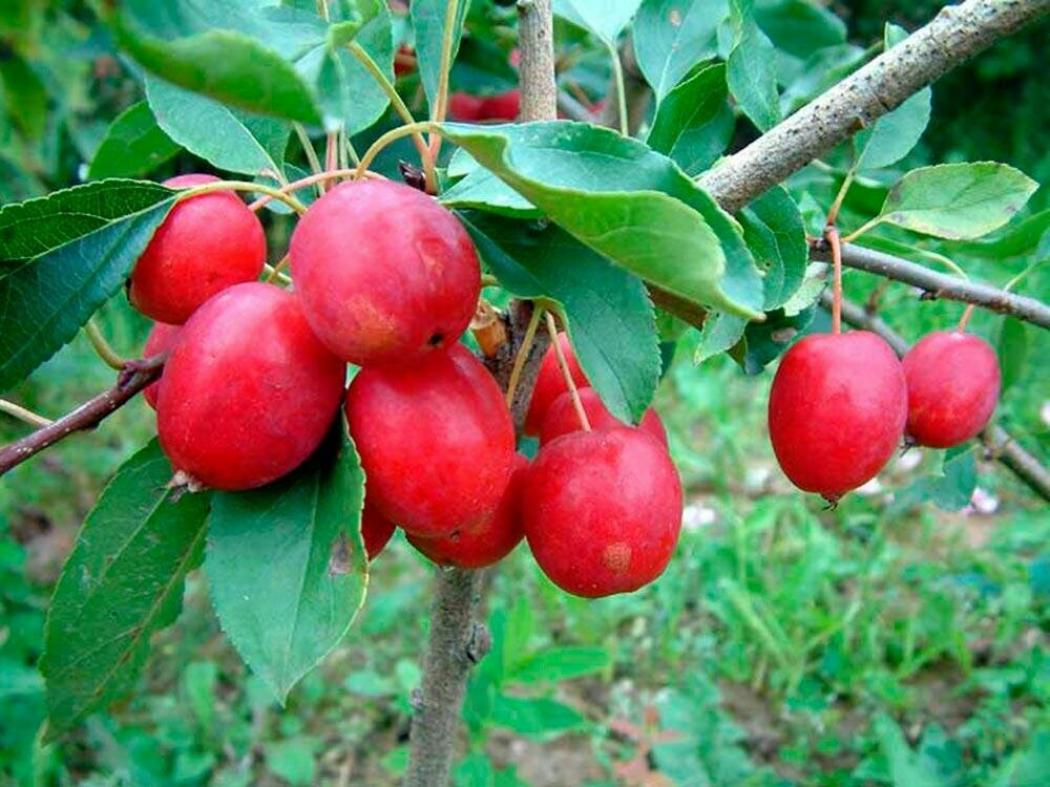 Яблоня Китайка Долго 7