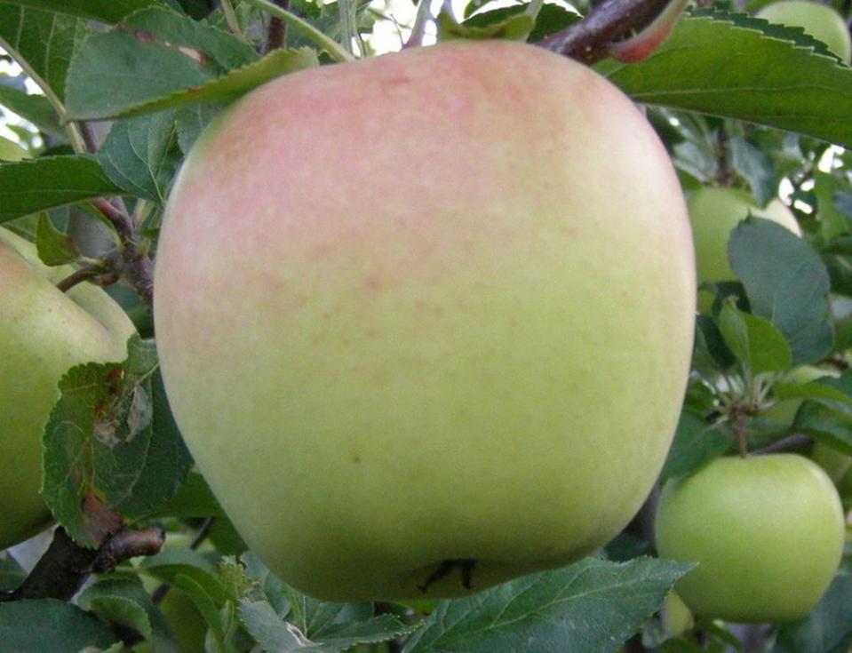 Яблоня Корей 2