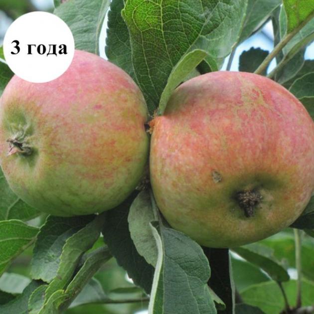 Яблоня Коробовка 2
