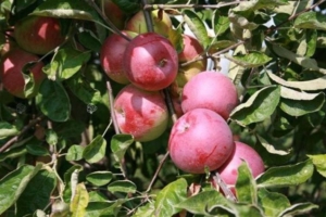 Яблоня Кортланд
