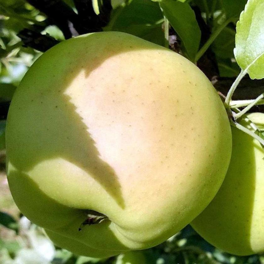 Яблоня Коштеля