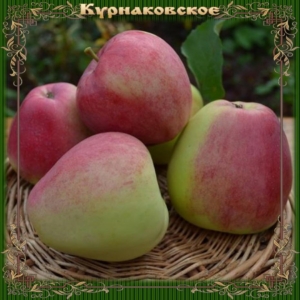Яблоня Курнаковское