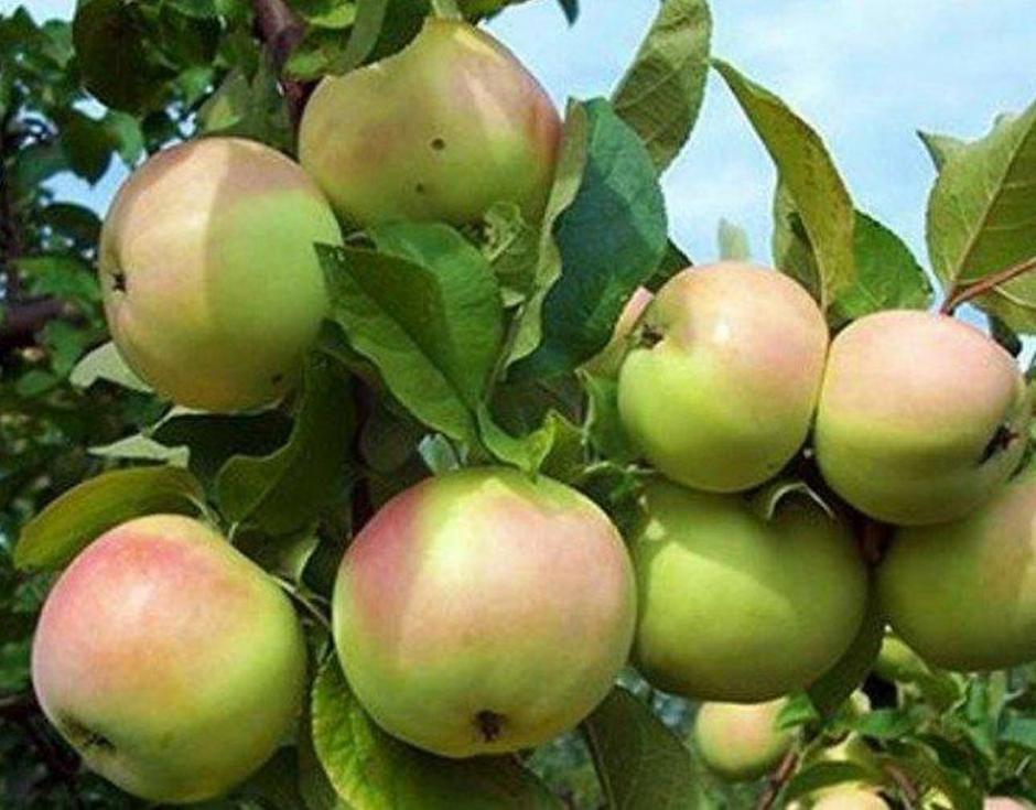 Яблоня Кутузовец 3