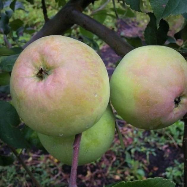Яблоня Кутузовец 4
