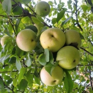 Яблоня Кутузовец