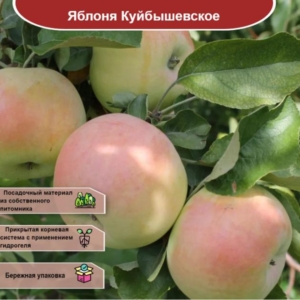 Яблоня Куйбышевское