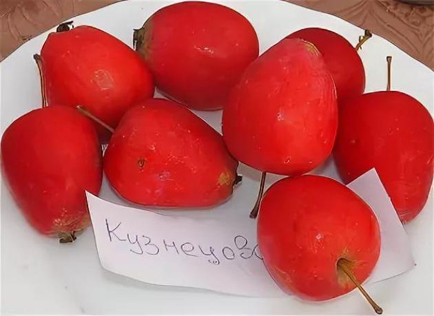 Яблоня Кузнецовское 2