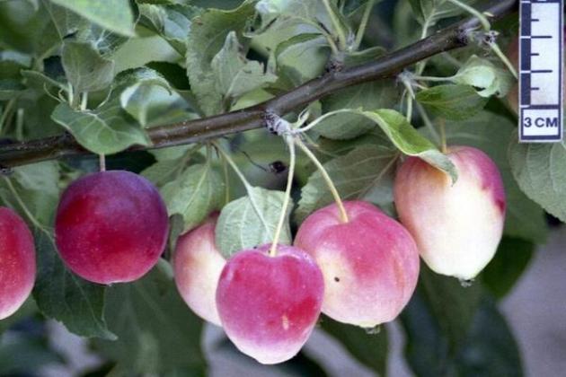 Яблоня Кузнецовское 4