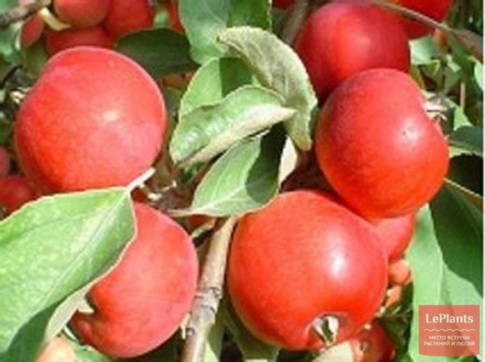Яблоня Кузнецовское 5