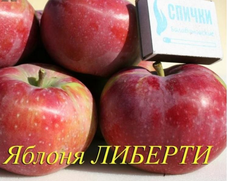 Яблоня Либерти 3