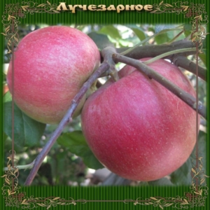 Яблоня Лучезарное