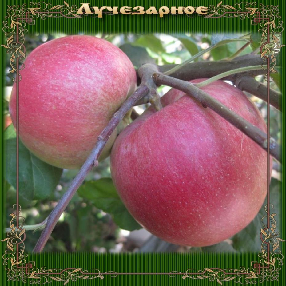 Яблоня Лучезарное