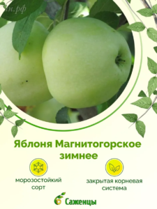 Яблоня Магнитогорская зимняя