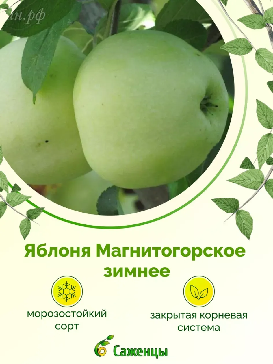 Яблоня Магнитогорская зимняя