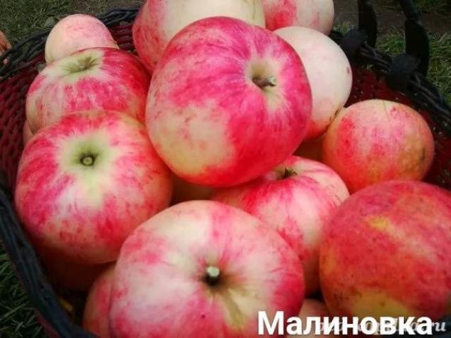 Яблоня Малиновка (Суйслепское) 5