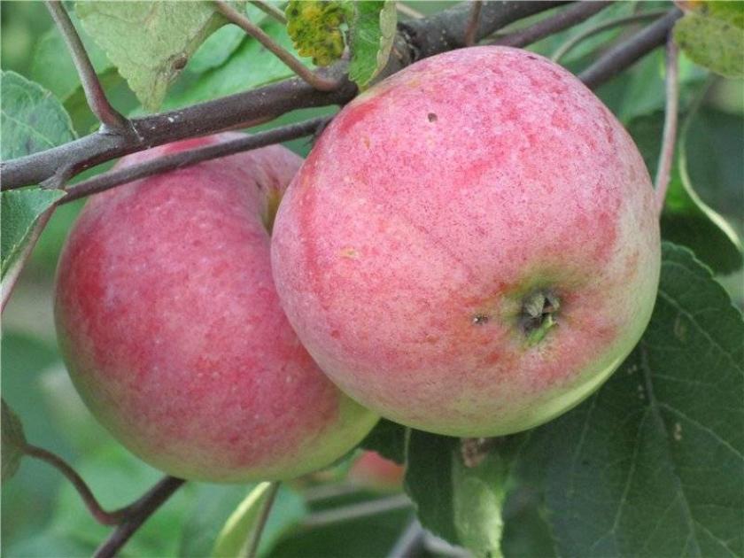 Яблоня Малиновка (Суйслепское)