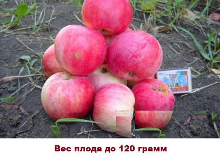 Яблоня Мальт Багаевский 4