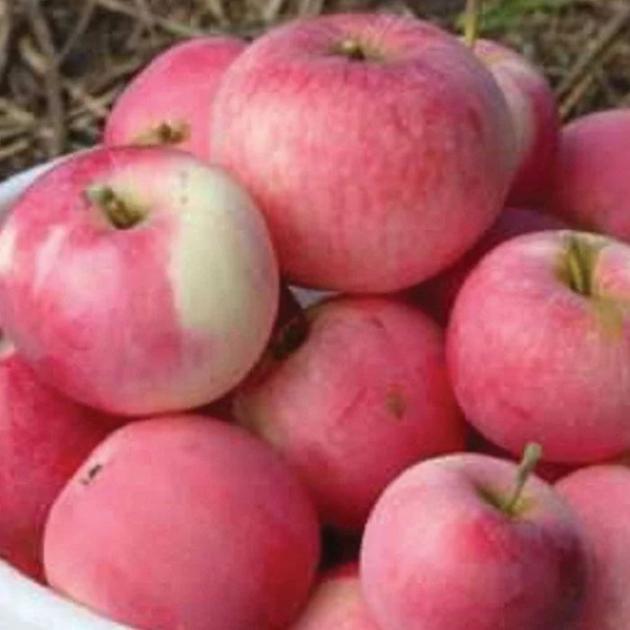Яблоня Мальт Багаевский