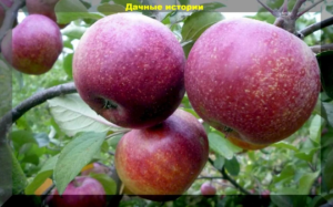Яблоня Марс