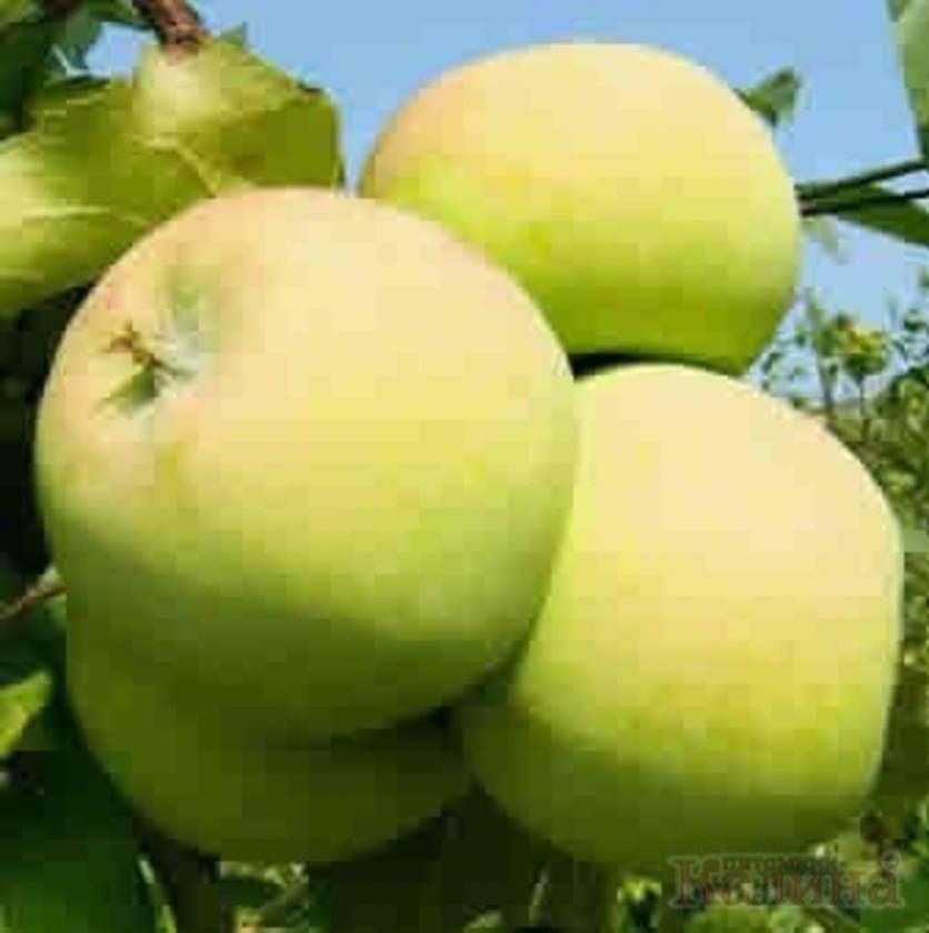 Яблоня Мартовское 7