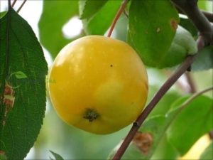 Яблоня Медовая