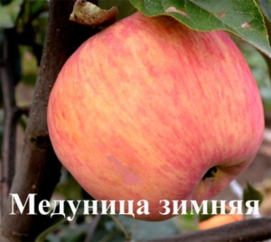 Яблоня Медуница зимняя