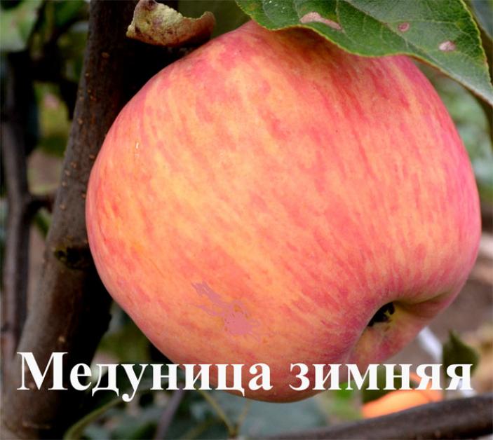 Яблоня Медуница зимняя