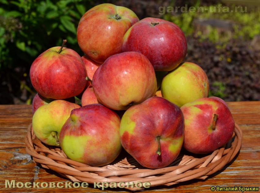Яблоня Московское красное