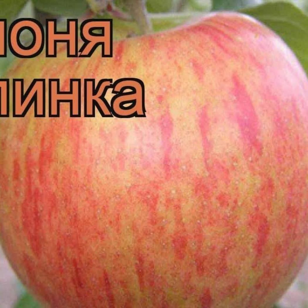 Яблоня Орлинка 4