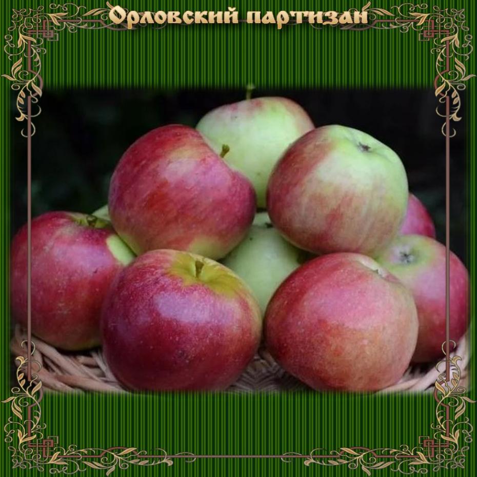 Яблоня Орловский партизан 2