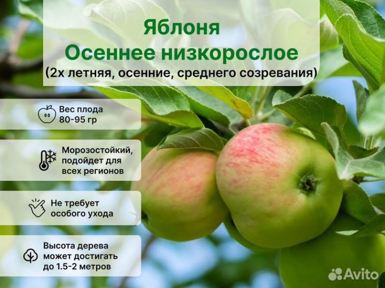 Яблоня Осеннее низкорослое 4