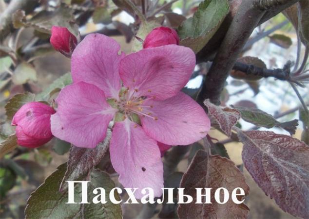 Яблоня Пасхальное 2