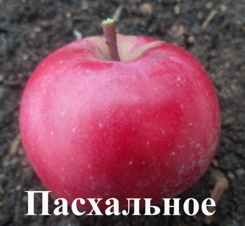 Яблоня Пасхальное 3