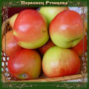 Яблоня Первенец Ртищева
