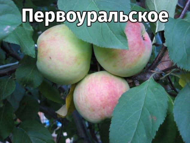 Яблоня Первоуральская