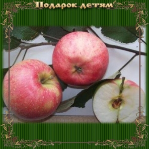 Яблоня Подарок Детям