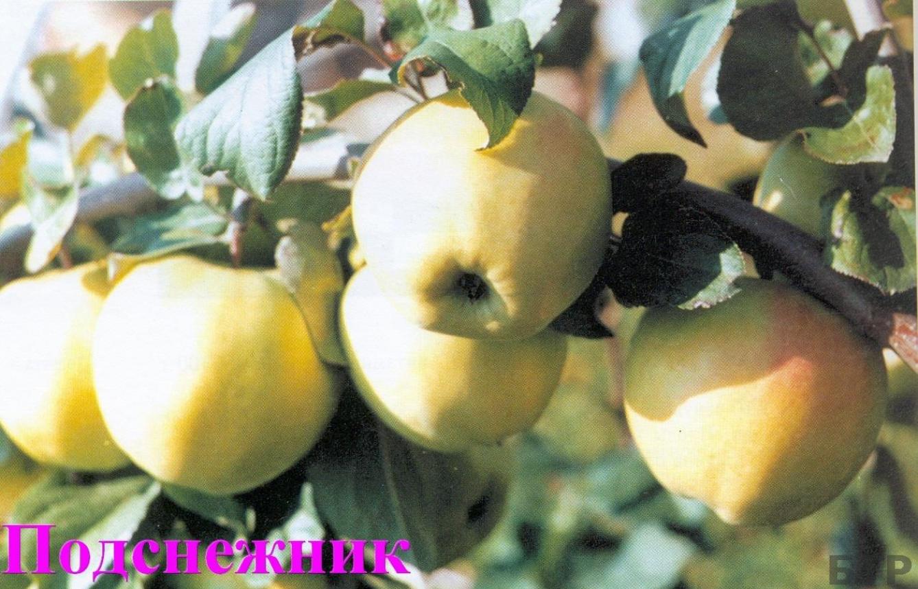 Яблоня Подснежник 4