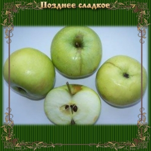 Яблоня Позднее сладкое