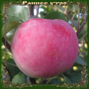 Яблоня Раннее утро