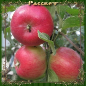 Яблоня Рассвет