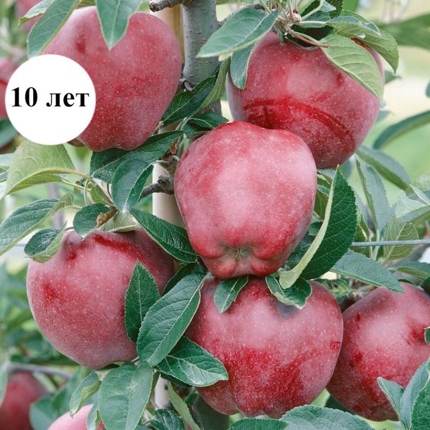 Яблоня Ред Делишес 2